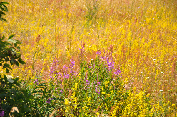 Schweden, Ales Stenar
