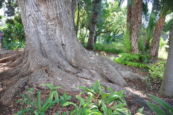 Madeira, Funchal, Villa Quitas das Cruzas, Jardins do Lago