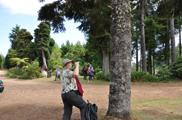 Madeira, Wanderung Levada do Furado