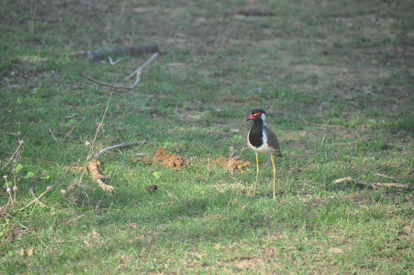 Sri Lanka, Yala Nationalpark