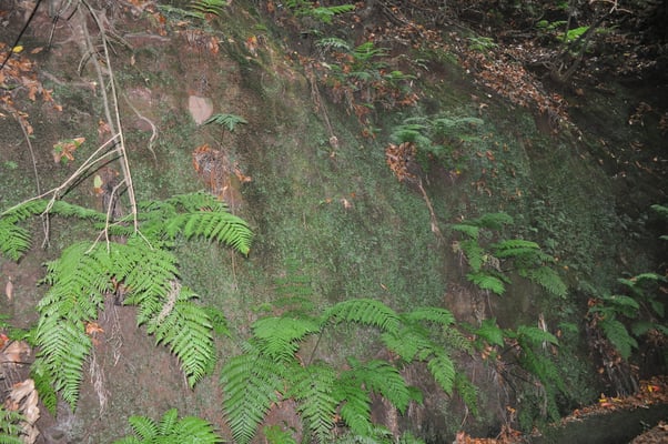 Madeira, Wanderung Levada da Reibeira da Janela