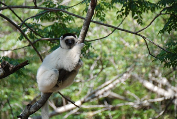 Madagaskar, Ranohira, Isalo Nationalpark, Kronen Sifakas