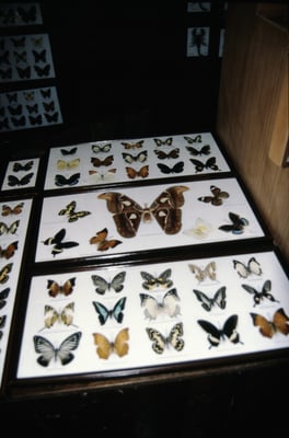 Thailand, Souveniers die man nicht kaufen sollte !!!