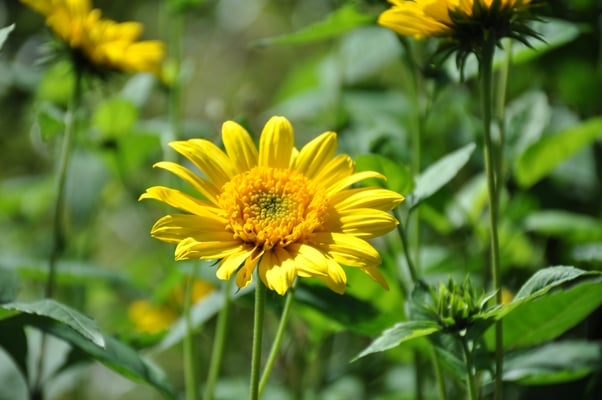 Irland, Garinish Island