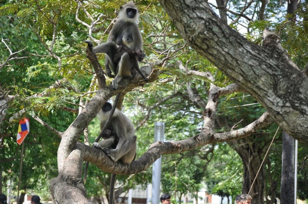 Sri Lanka: Anuradhapura, Affen in der Tempelanlage