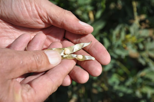 Kap Verden, Insel Fogo, Cha das Caldeiras, Pico Grande