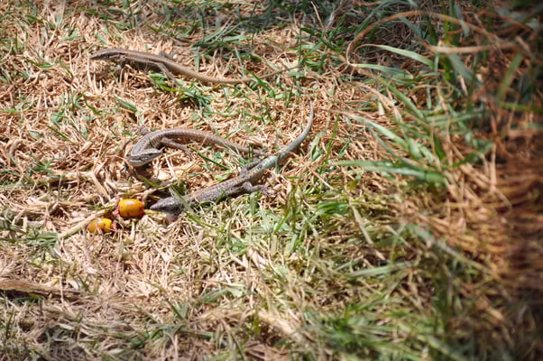 Madeira, Wanderung Vereda da Ponta de Sao Lourenco