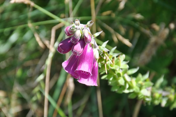Madeira, Wanderung Levada do Furado