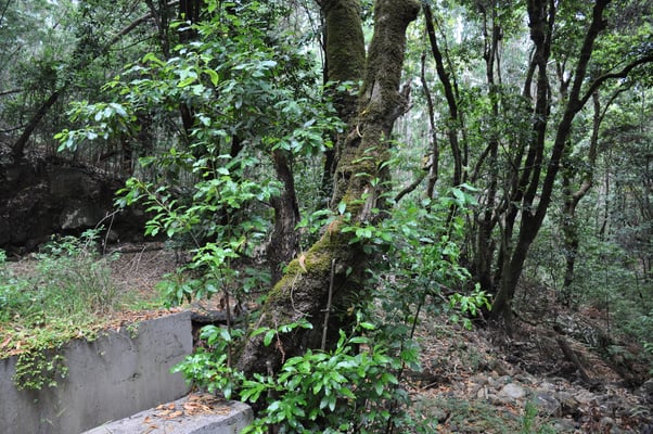 Madeira, Wanderung Levada do Furado