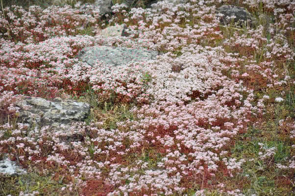 Schweden, Öland, Eketorps Borg, Wikinger Museum
