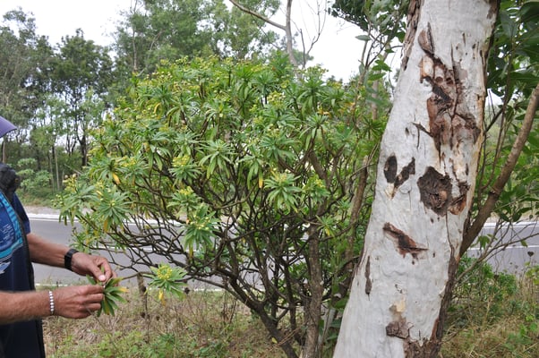 Kap Verden, Insel Santiago, Nationalpark "Serra Malagueta"