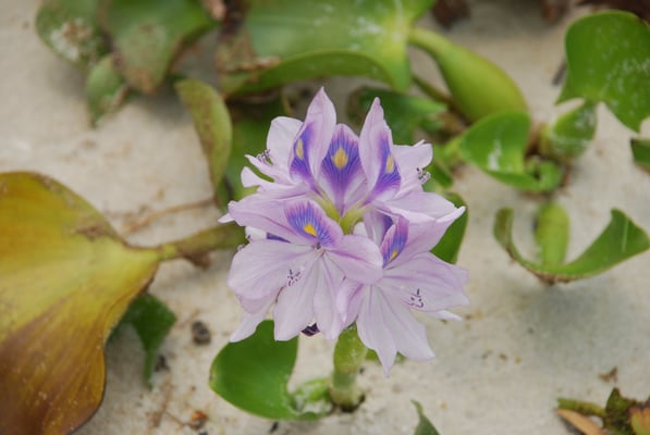 Madagaskar, Wasserpflanze am Pangalenes Kanal