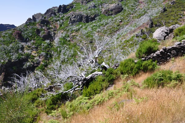 Madeira, Wanderung zum Vereda do Pico Ruivo