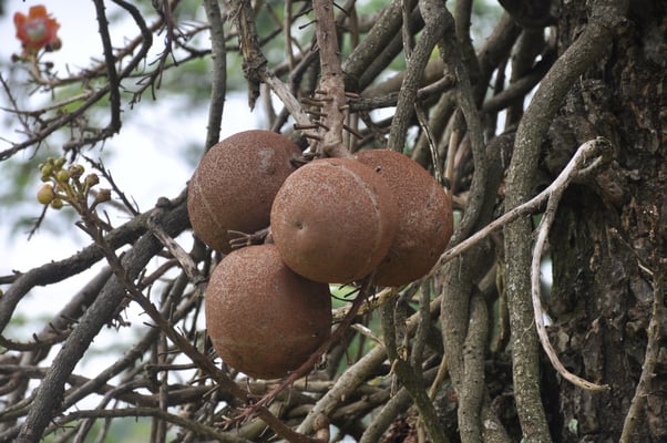 Sri Lanka, Kandy, Tempel des heiligen Zahns, Sri Dalada Maligawa