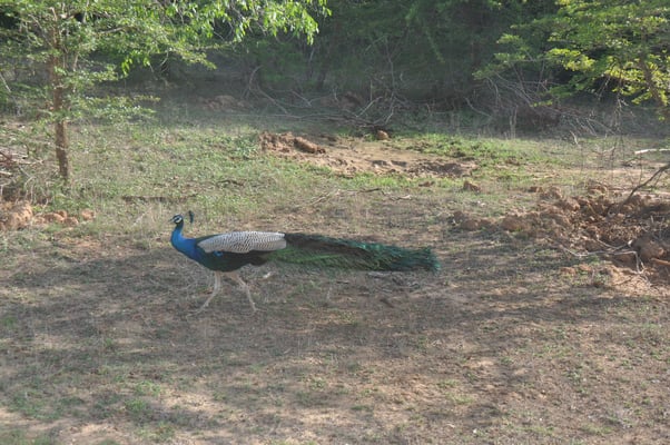 Sri Lanka, Yala Nationalpark