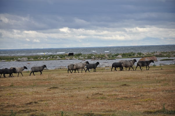 Schweden, Öland, Rest der St. Johannes Kapelle
