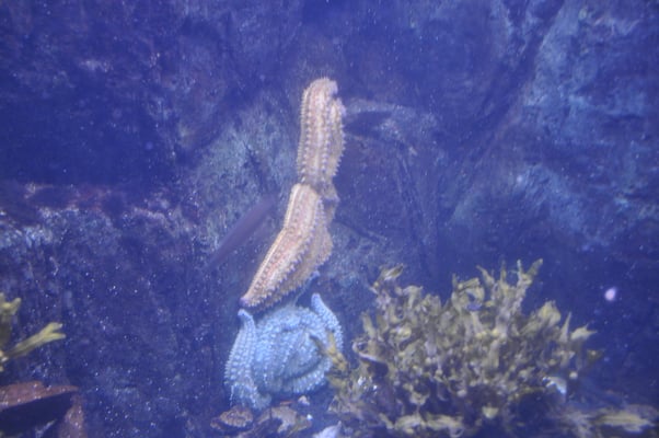 Irland, Halbinsel Dingle, Hauptstadt Dingle mit Aquarium