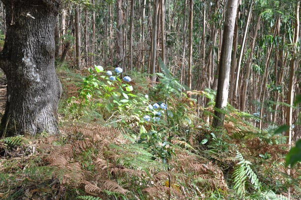 Madeira, Wanderung Levada do Furado