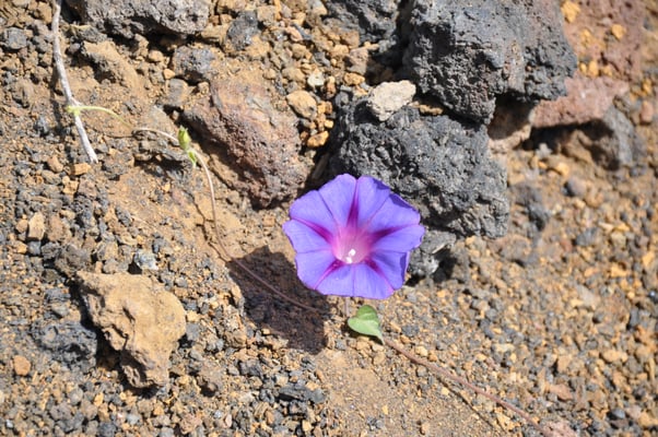 Kap Verden, Insel Fogo, Cha das Caldeiras, Pico Grande