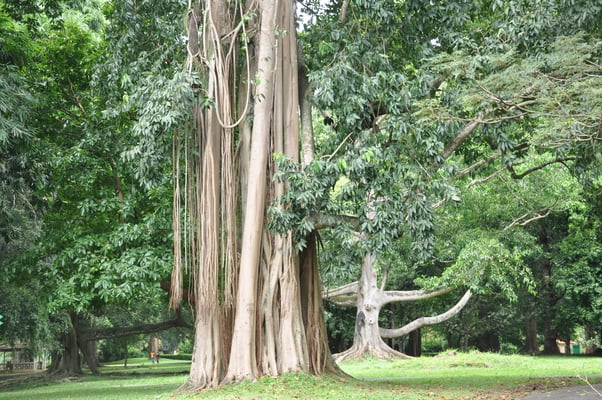 Sri Lanka, Kandy, Royal Botanic Gardens