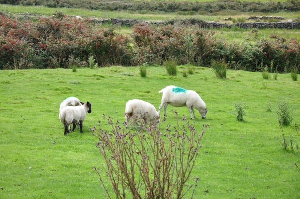 Irland, Halbinsel Dingle, Kirche von Kilmalkedar mit keltischen Oghamschriftstelen