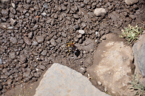 Madeira, Wanderung zum Vereda do Pico Ruivo