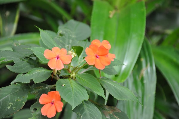 Sri Lanka, Kandy, Royal Botanic Gardens