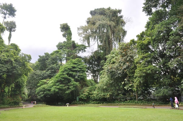 Sri Lanka, Kandy, Royal Botanic Gardens