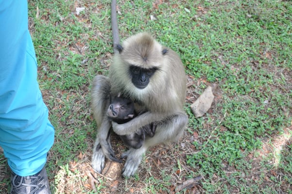 Sri Lanka: Anuradhapura, Affen in der Tempelanlage
