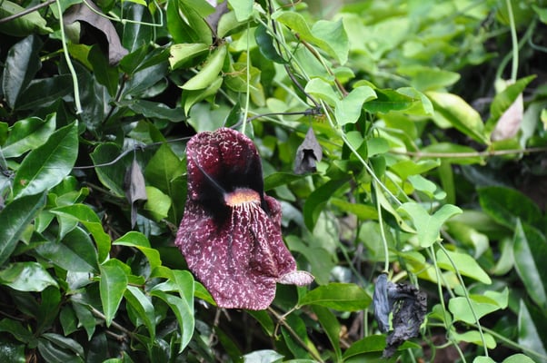Madeira, Funchal, Botanischer Garten