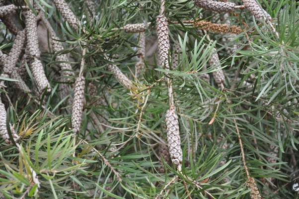 Madeira, Santana, Dreieckhäuser aus Colmo