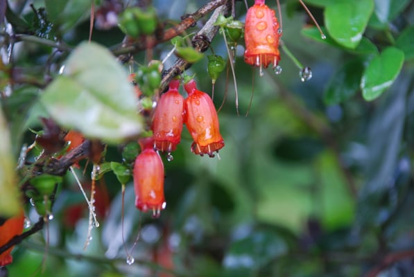 Madagaskar, Ranomafana Nationpark