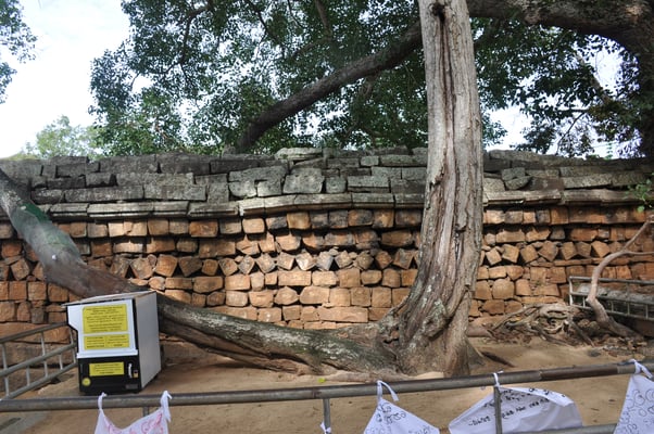 Sri Lanka: Anuradhapura, Jaya Sri Maha Boddhi