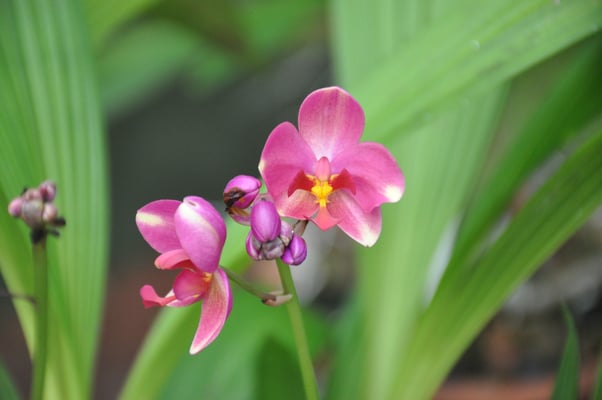 Sri Lanka, Kandy, Royal Botanic Gardens
