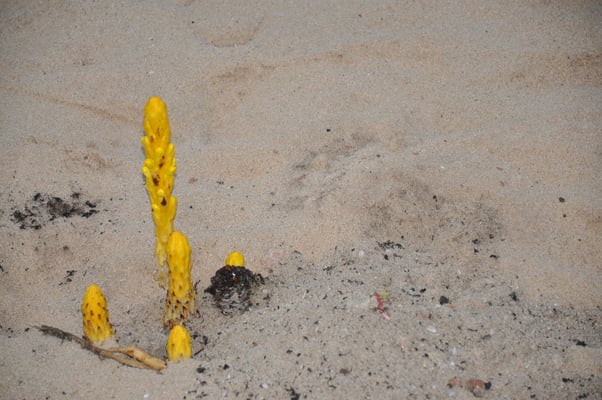 Kap Verden, Insel Sal, Strand mit ungewöhnlichen Pflanzen