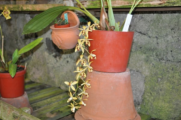 Madeira, Funchal, Orchideengarten, Quinta da Boa Vista