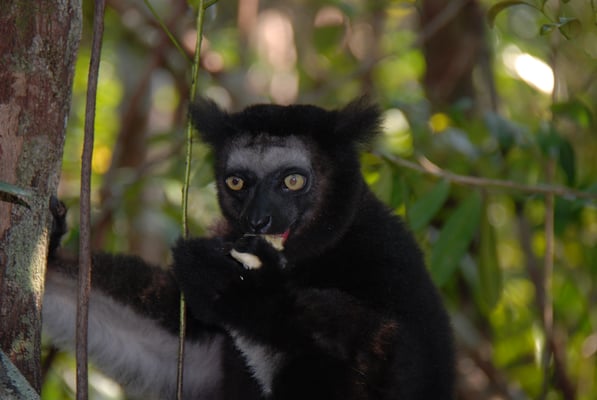 Madagaskar, Akanin ny Nofy, Besuch des Reservates Palmarium,  Indri Indri, größte Lemurenart