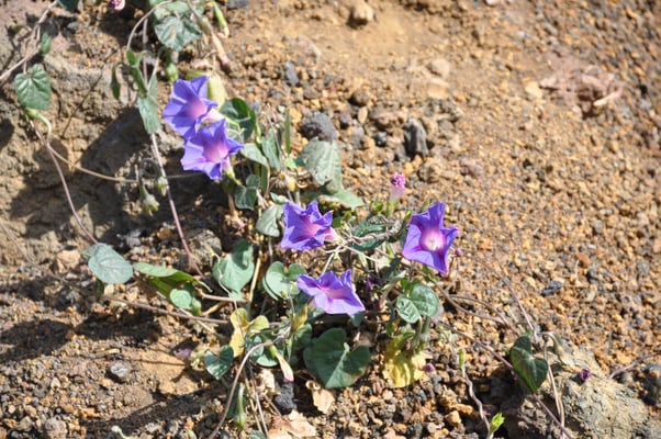 Kap Verden, Insel Fogo, Cha das Caldeiras, Pico Grande