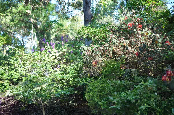 Madeira, Funchal, Botanischer Garten