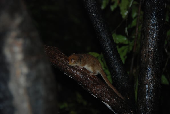 Madagaskar, Ranomafana Nationpark, Bambuslemuren