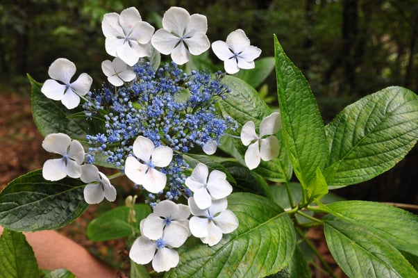 Madeira, Wanderung Levada do Furado