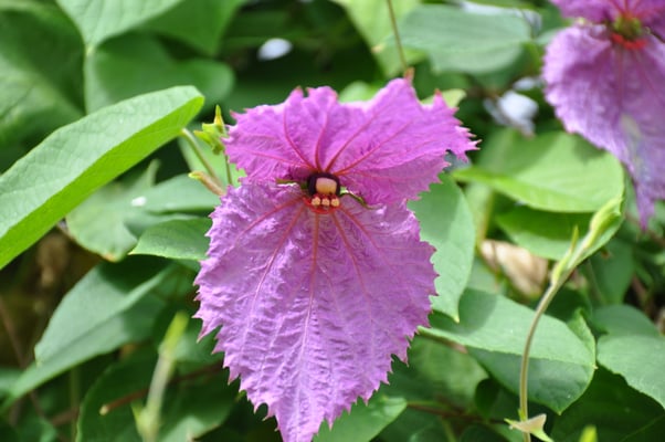 Madeira, Funchal, Villa Quitas das Cruzas, Jardins do Lago