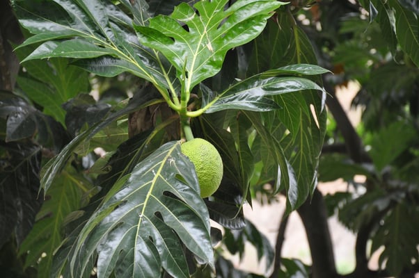 Kap Verden, Insel Santo Antao, Bergdorf Fontainhas
