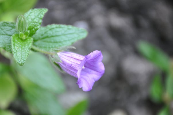 Kap Verden, Insel Santiago, Nationalpark "Serra Malagueta"