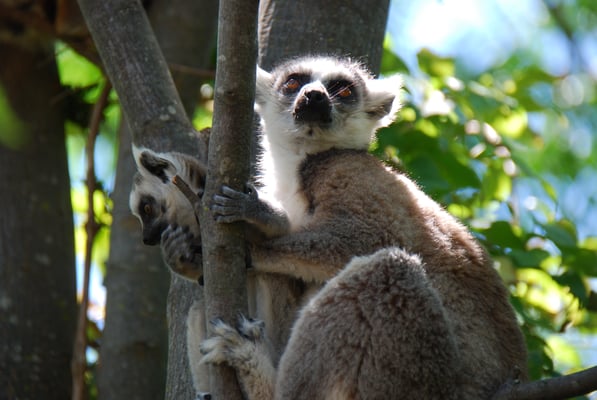 Madagaskar, Anja-Lemurenreservat, Kattas