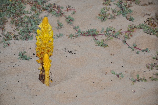 Kap Verden, Insel Sal, Strand mit ungewöhnlichen Pflanzen