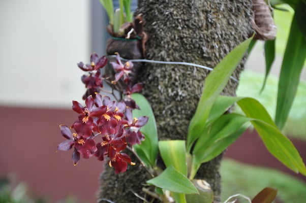 Madeira, Funchal, Villa Quitas das Cruzas, Jardins do Lago