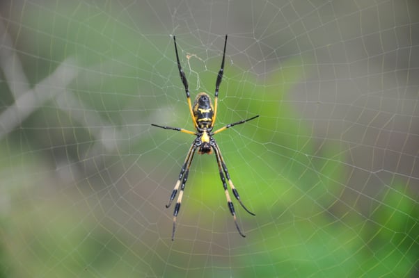 Kap Verden, Insel Santiago, Assomada, Aussichtsplattform, Spinne