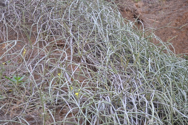Kap Verden, Insel Santo Antao