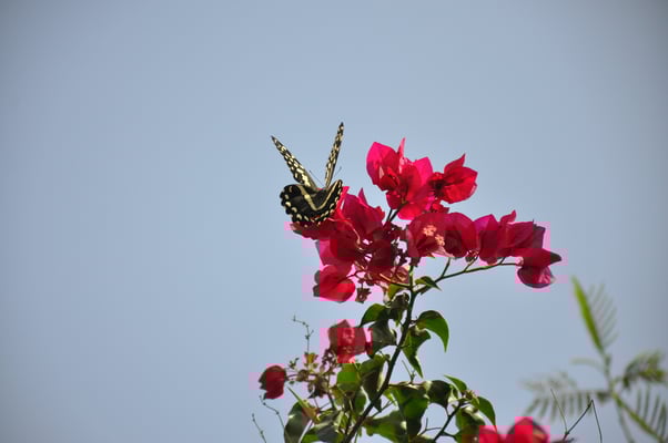 Kap Verden, Insel Fogo, Sao Felipe